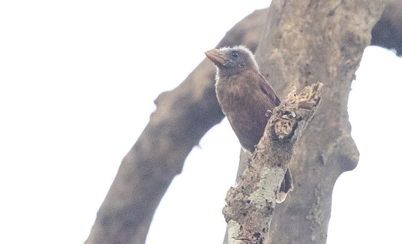 Naked-faced barbet (Gymnobucco calvus)