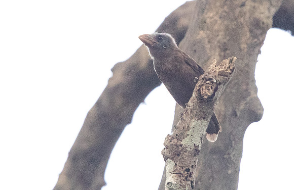 Naked-faced barbet (Gymnobucco calvus)