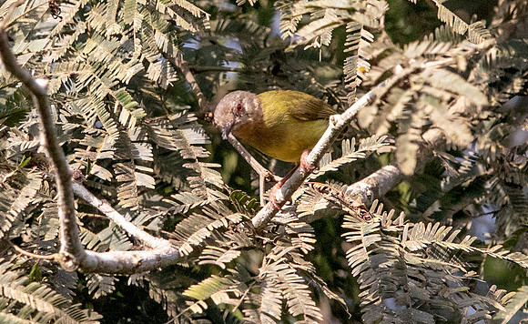 Lemon-bellied crombec (Sylvietta denti)