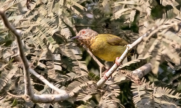 Lemon-bellied crombec (Sylvietta denti)