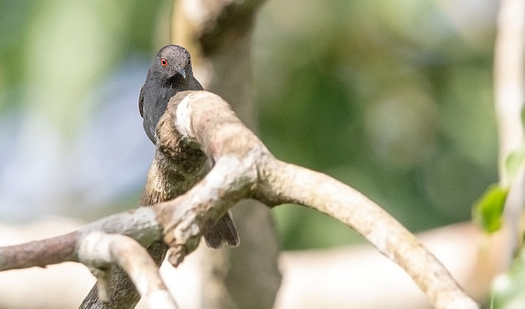 Sharpe's apalis (Apalis sharpii)