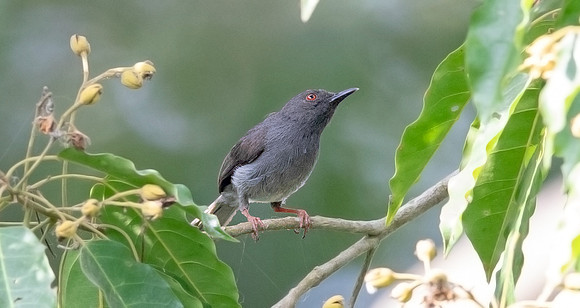 Sharpe's apalis (Apalis sharpii)