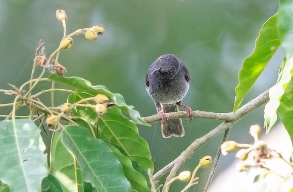 Sharpe's apalis (Apalis sharpii)