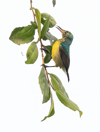 Collared sunbird (Hedydipna collaris)