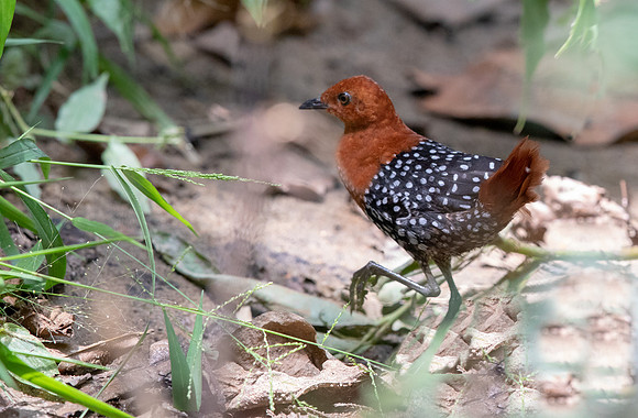 White-spotted flufftail (Sarothrura pulchra)