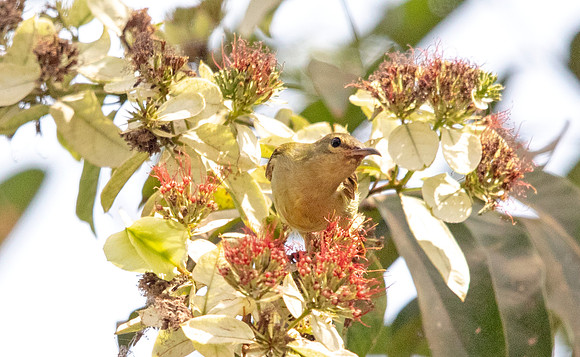 Little green sunbird (Anthreptes seimundi)