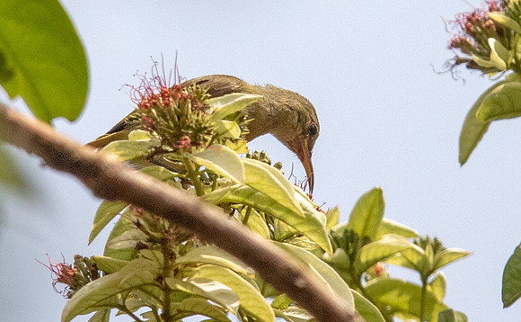 Little green sunbird (Anthreptes seimundi)