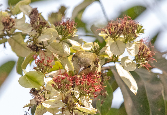 Little green sunbird (Anthreptes seimundi)