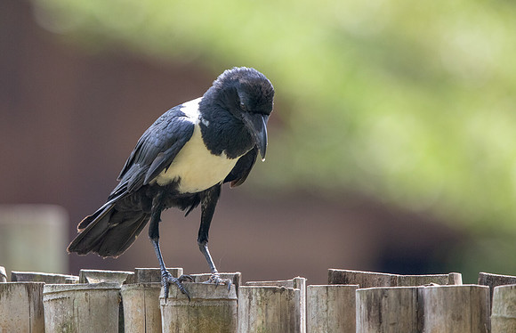 Pied crow (Corvus albus)