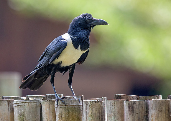 Pied crow (Corvus albus)