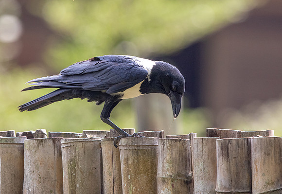 Pied crow (Corvus albus)