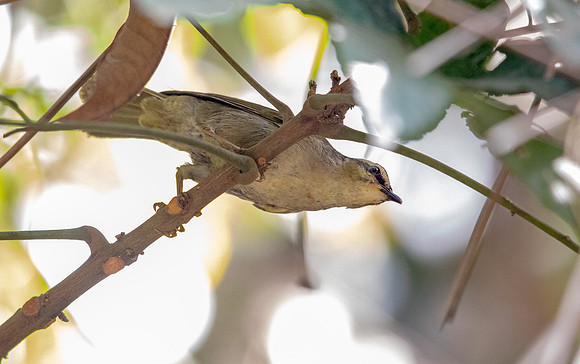 Green hylia (Hylia prasina)