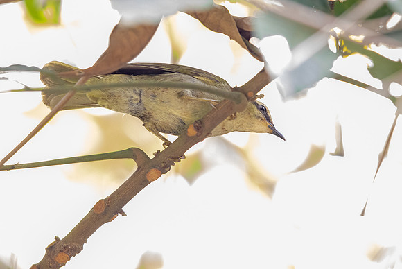 Green hylia (Hylia prasina)