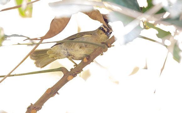 Green hylia (Hylia prasina)