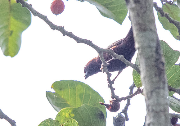 Chestnut-breasted nigrita (Nigrita bicolor)