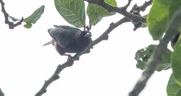 Maxwell's black weaver (Ploceus albinucha)