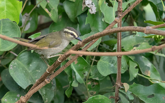 Green hylia (Hylia prasina)