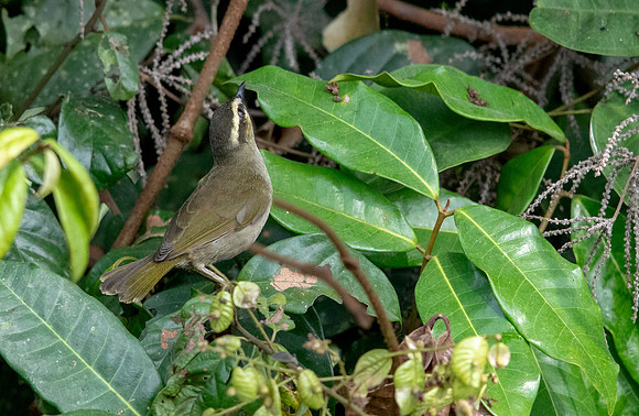 Green hylia (Hylia prasina)