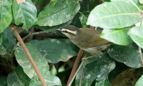 Green hylia (Hylia prasina)