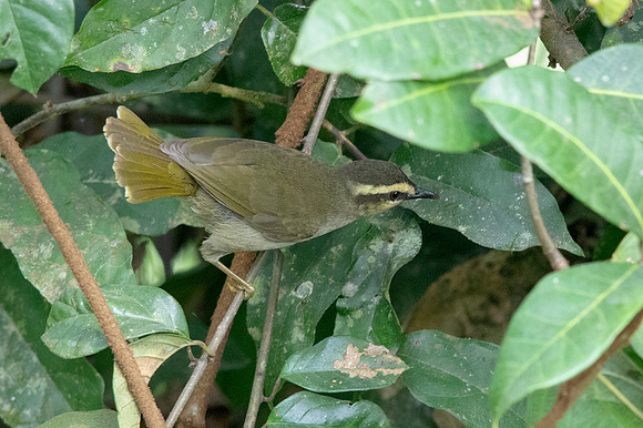 Green hylia (Hylia prasina)