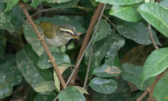 Green hylia (Hylia prasina)