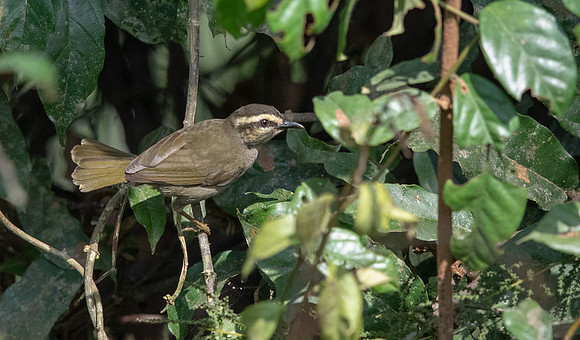 Green hylia (Hylia prasina)