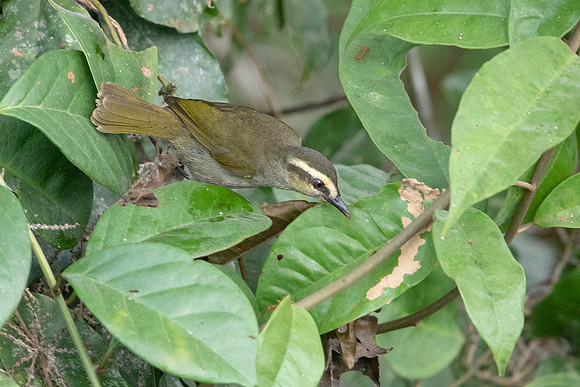 Green hylia (Hylia prasina)