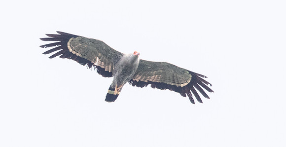African harrier-hawk (Polyboroides typus)