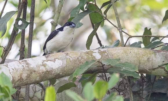 Sabine's puffback (Dryoscopus sabini) Male