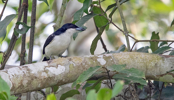 Sabine's puffback (Dryoscopus sabini) Male