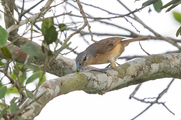 Sabine's puffback (Dryoscopus sabini) Female