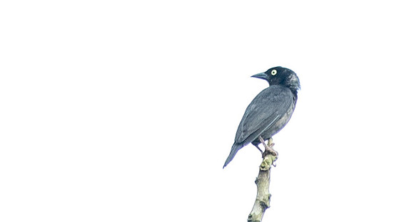 Maxwell's black weaver (Ploceus albinucha)