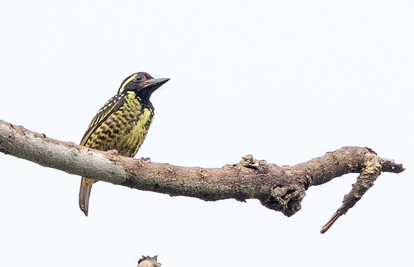 Yellow-spotted barbet (Buccanodon duchaillui) Female