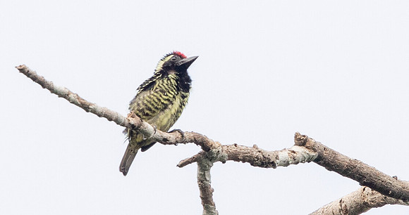 Yellow-spotted barbet (Buccanodon duchaillui) Male