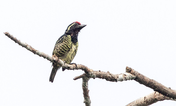 Yellow-spotted barbet (Buccanodon duchaillui) Male
