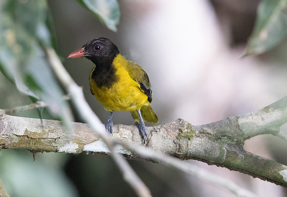 Western oriole (Oriolus brachyrynchus)