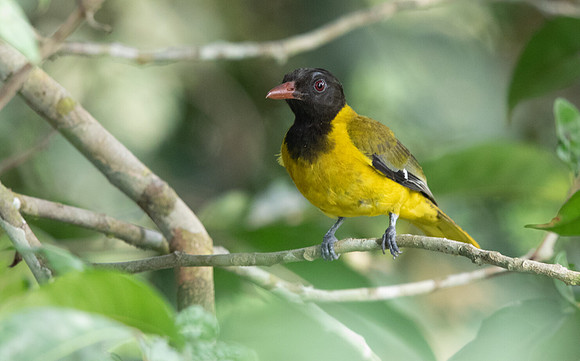 Western oriole (Oriolus brachyrynchus)