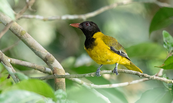 Western oriole (Oriolus brachyrynchus)