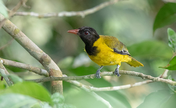 Western oriole (Oriolus brachyrynchus)