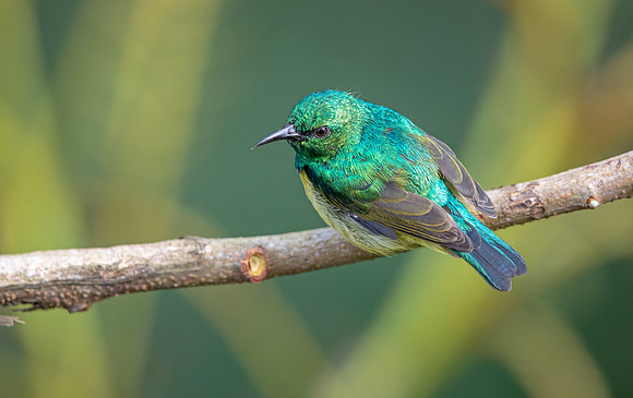 Collared sunbird (Hedydipna collaris)