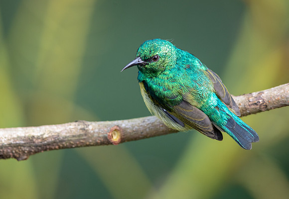 Collared sunbird (Hedydipna collaris)