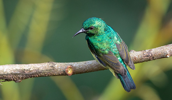 Collared sunbird (Hedydipna collaris)