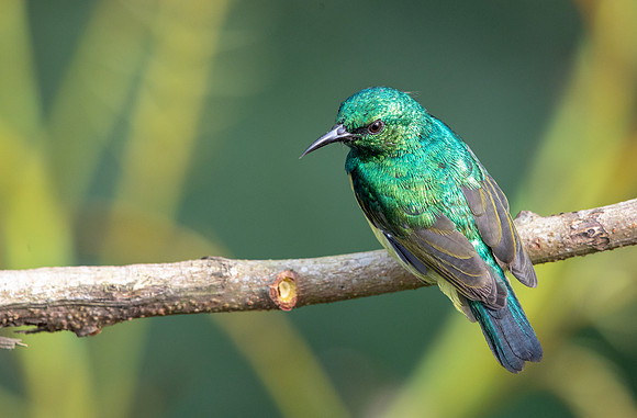 Collared sunbird (Hedydipna collaris)