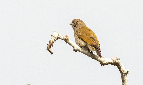 Cassin's honeybird (Prodotiscus insignis)