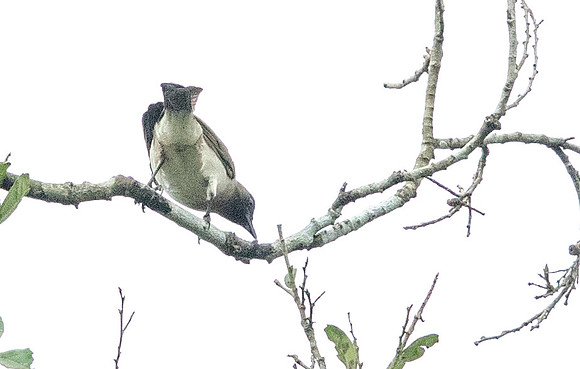 Common bulbul (Pycnonotus barbatus)