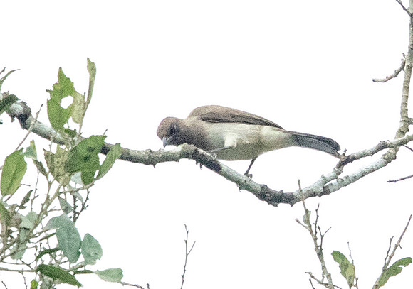 Common bulbul (Pycnonotus barbatus)