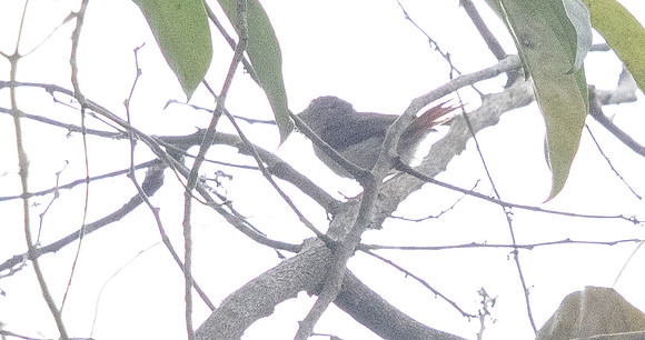 Chestnut-capped flycatcher (Erythrocercus mccallii)