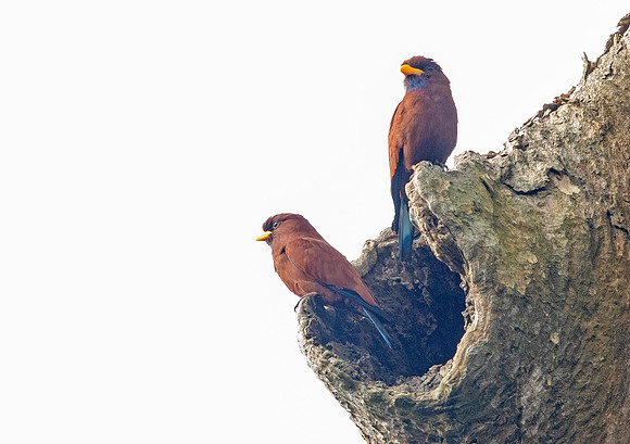 Blue-throated roller (Eurystomus gularis)
