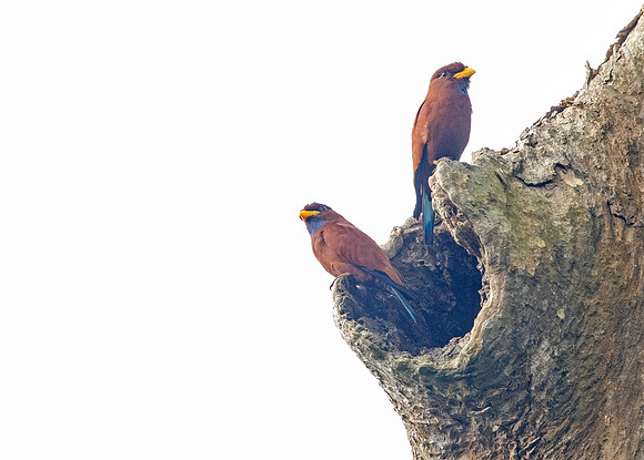 Blue-throated roller (Eurystomus gularis)