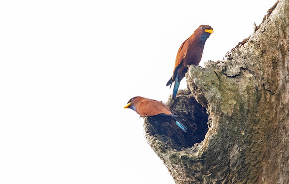 Blue-throated roller (Eurystomus gularis)